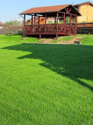 Виды газонов: стриженые и не требующие стрижки