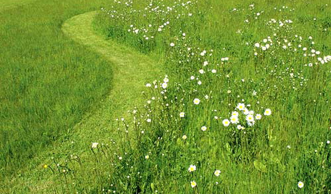 Виды газонов: стриженые и не требующие стрижки