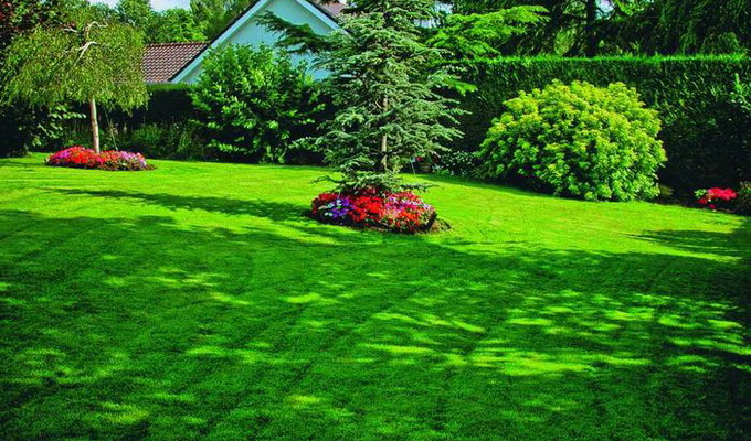 Виды газонов: стриженые и не требующие стрижки