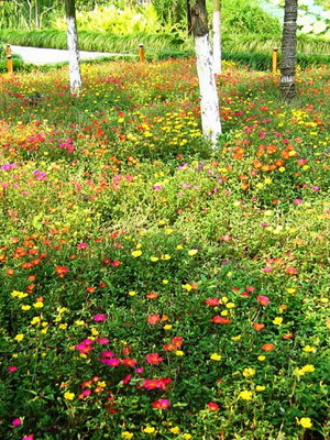 Виды газонов: стриженые и не требующие стрижки