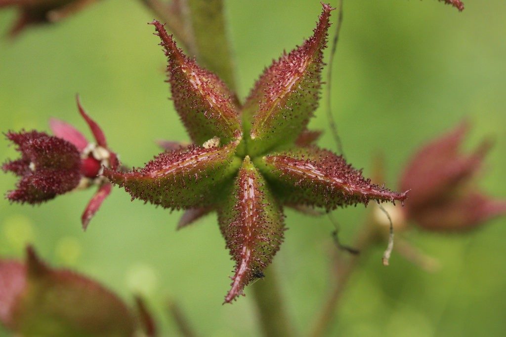 Кавказский ясенец: удивительные свойства