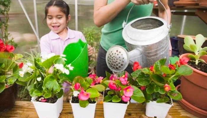 Бегония домашняя