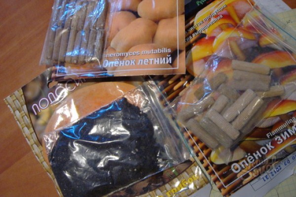 6 способов выращивания опят в домашних условиях