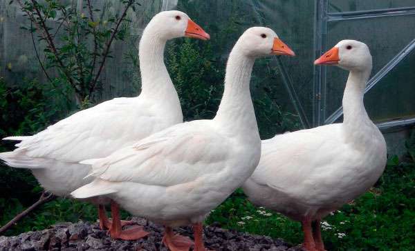 15 пород гусей для разведения в домашних условиях