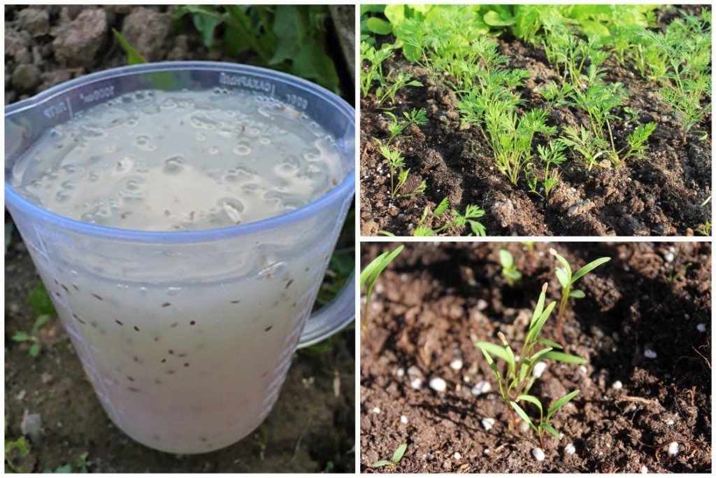 Выращивание моркови: несколько секретов получения качественного урожая