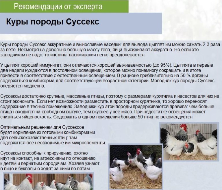 Куры несушки лучшие породы для дома и дачи