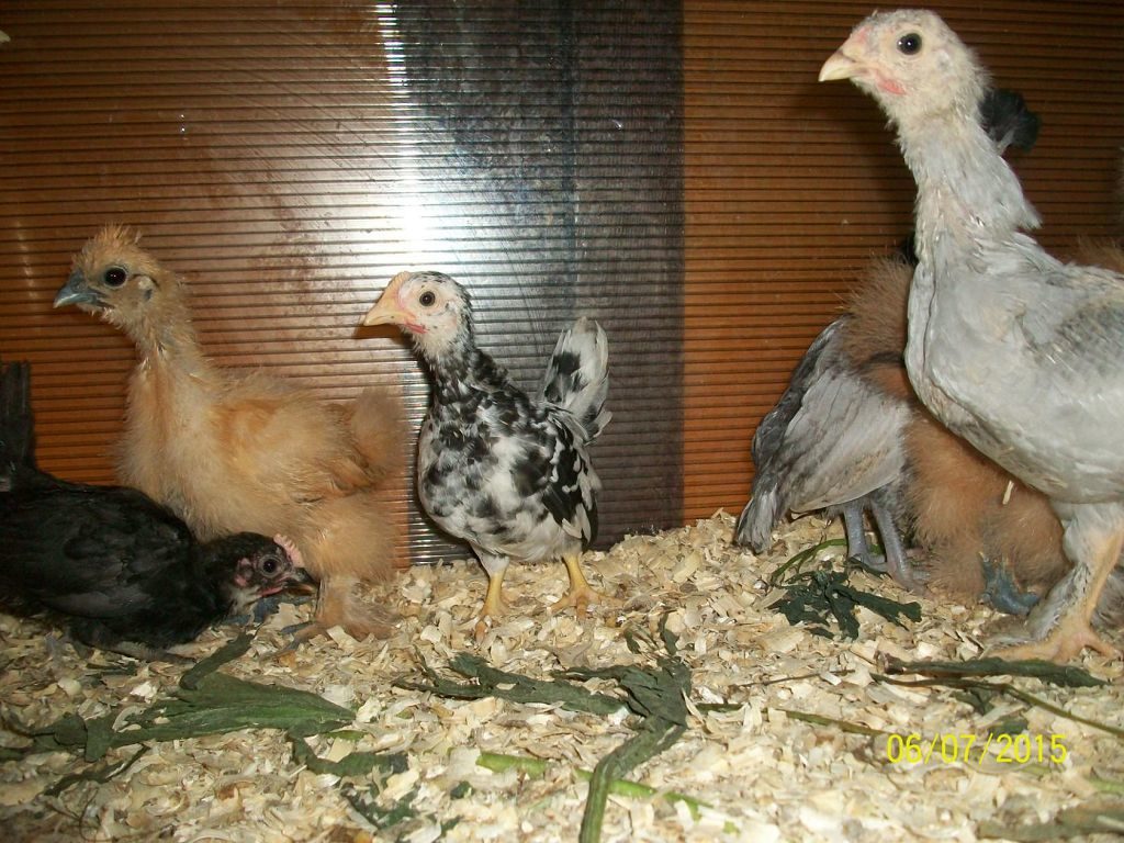 Куры несушки: лучшие породы для разведения дома