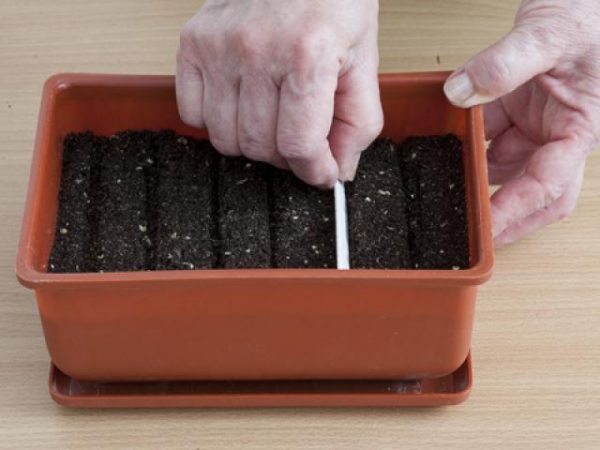 Как посадить петрушку: пошаговое руководство