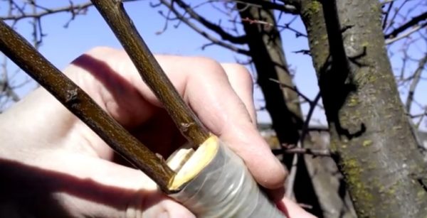 Как и зачем прививать вишню на сливу