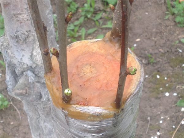 Как и зачем прививать вишню на сливу