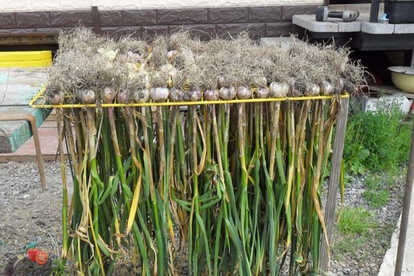 Яровой чеснок: выращивание и уход, причины плохого роста