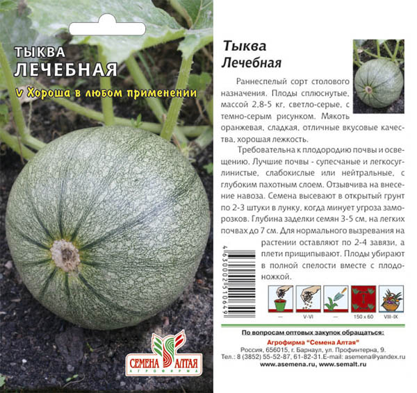 Как вырастить тыкву на Урале