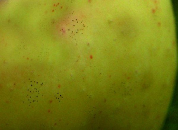 Болезни яблонь и их лечение