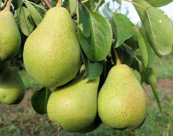 35 лучших сортов летних, осенних и зимних груш
