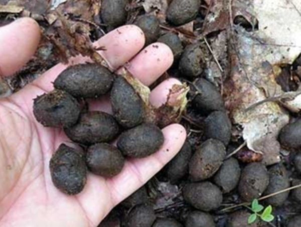 Особенности использования кроличьего навоза как удобрения