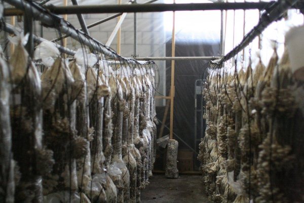 6 способов выращивания опят в домашних условиях