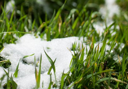 Уход за газоном весной, советы