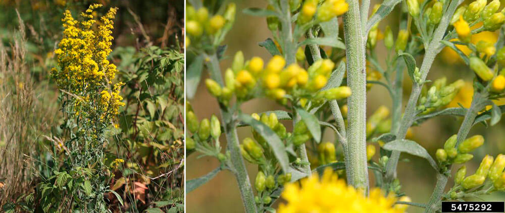 Растения «Беглецы»