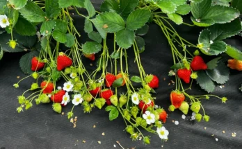 Клубника Фенг Сянг