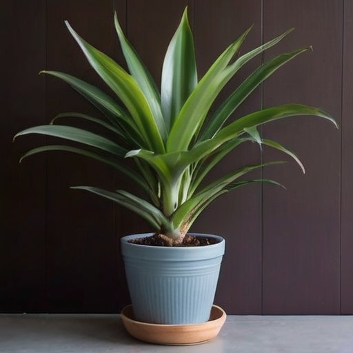 Здоровое растение драцены в светлом интерьере с садовыми инструментами и мешком почвы.